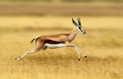 Illustration smaller - Image 1