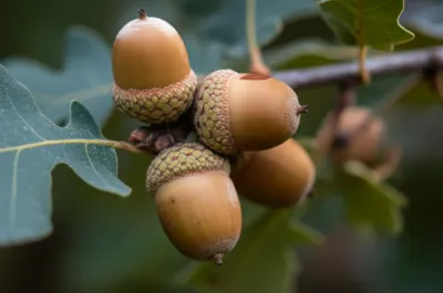 Illustration acorns - Image 2