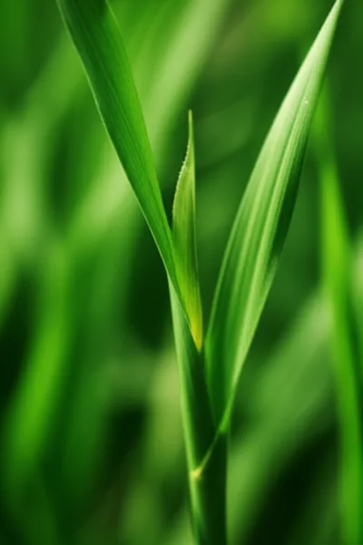 Illustration ligule - Image 1