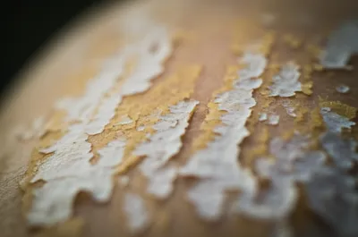 Illustration scurf - Image 1