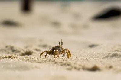 Illustration scuttling - Image 1