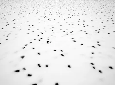 Illustration ermines - Image 1