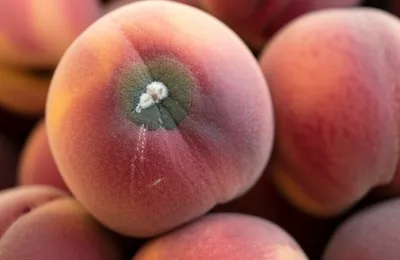 Illustration fester - Image 1