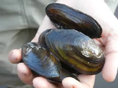 Illustration mussel - Image 2