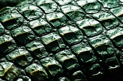 Illustration plates - Image 1