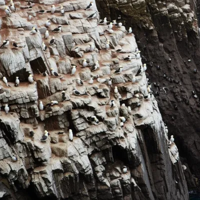 Illustration guano - Image 1