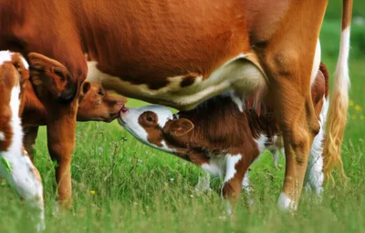 Hình ảnh minh họa suckler - Ảnh 1