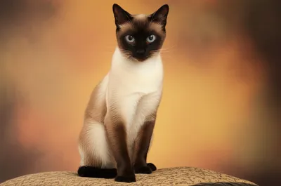 Illustration pointed - Image 1