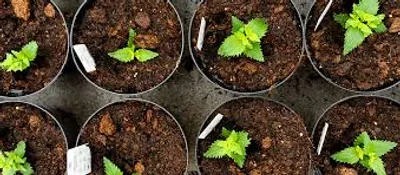 Illustration set - Image 2