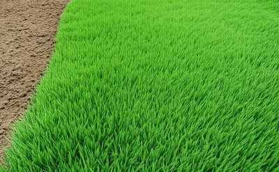 Illustration grass - Image 1