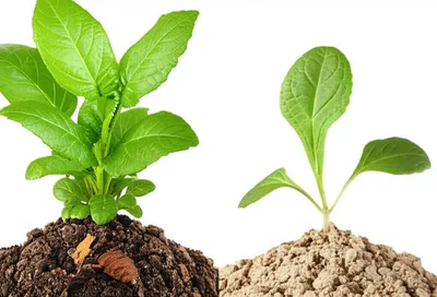 Illustration fertilise - Image 1