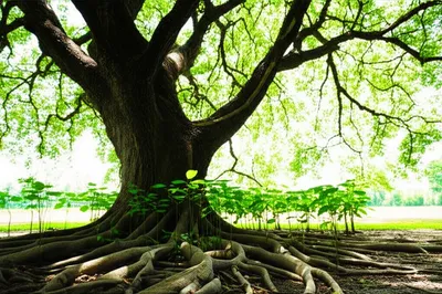 Illustration learnt - Image 1