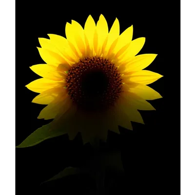 Illustration darkening - Image 1