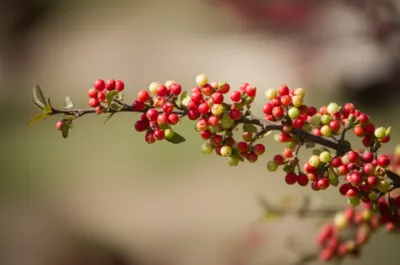 Illustration sprays - Image 1