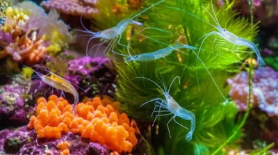 Illustration shrimps - Image 1