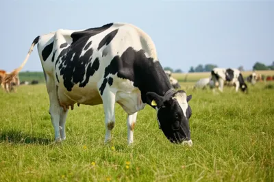 Illustration holsteins