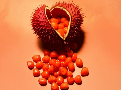 Illustration annatto - Image 2