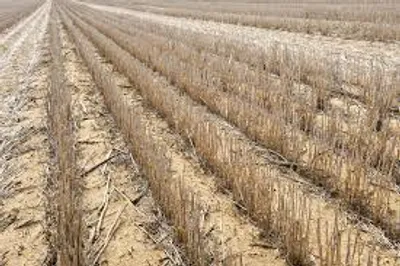 Illustration stubble - Image 2