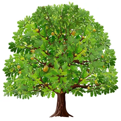 Illustration oak - Image 1