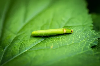 Illustration creep - Image 1