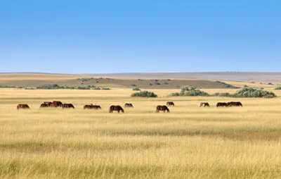 Illustration steppes - Image 1