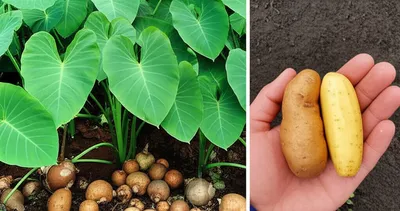 Illustration taros - Image 1