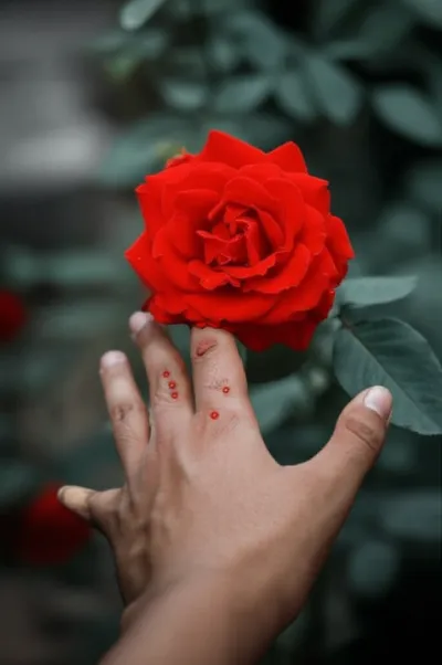 Illustration stings - Image 1