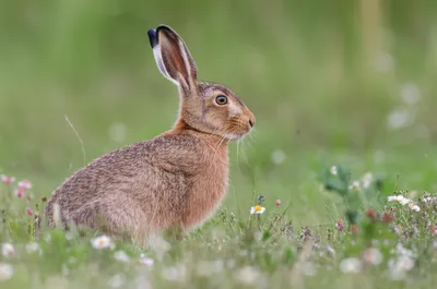 Illustration doe - Image 1