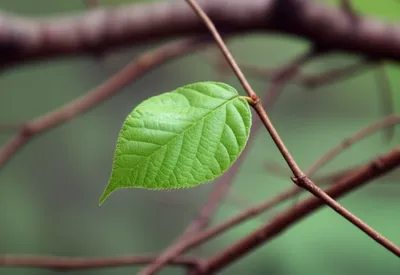 Illustration nodes - Image 1