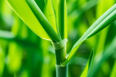 Illustration ligules - Image 1