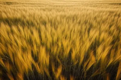 Illustration waved - Image 1