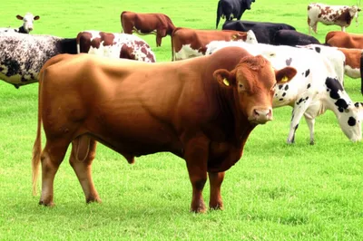 Illustration harem - Image 1