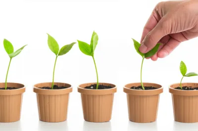 Illustration adoption - Image 1