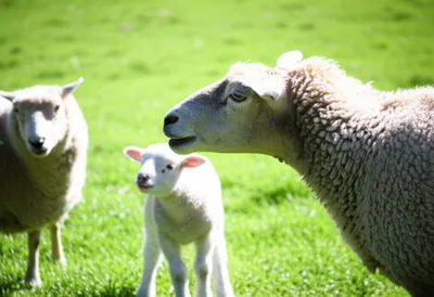 Illustration granny - Image 1