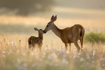 Illustration kinder - Image 1