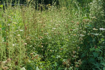 Illustration weedy - Image 1