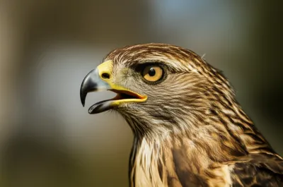 Illustration claps - Image 1