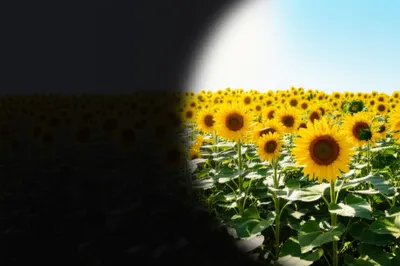 Illustration blot - Image 1