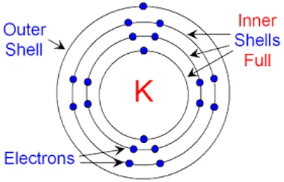 Illustration shell - Image 2