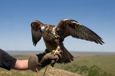 Illustration falconry