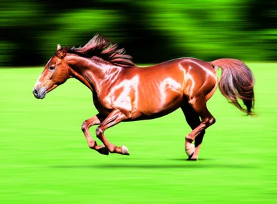 Illustration gallops - Image 1