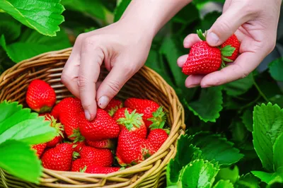 Illustration pinked - Image 1