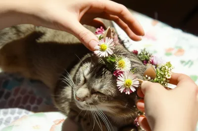 Illustration adoring - Image 1