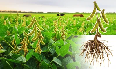 Illustration soybeans