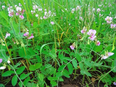 Illustration vetch - Image 1