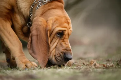 Illustration shawl - Image 1