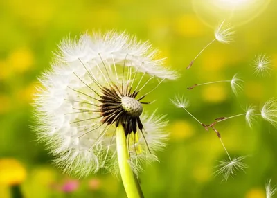 Illustration distributes - Image 1