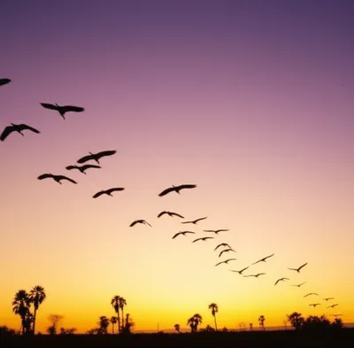 Illustration descends - Image 1