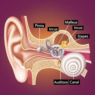 Illustration ear - Image 1