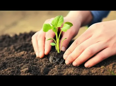 Illustration planting - Image 1